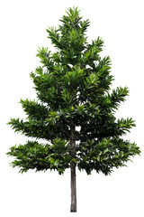 Wall Mural - tree on transparent background, realistic tree with green leaf stand alone isolate and beautiful lig