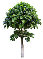 Wall Mural - tree on transparent background, realistic tree with green leaf stand alone isolate and beautiful lig