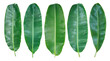 © natara - Collection of banana leaf isolated on white background.