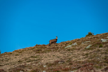 Single of chamois mountain goat running over steep grassy dry slope near Lenzmoarkogel, Gleinalpe, Lavantal Alps, Styria, Austria. Idyllic hiking trail in the wilderness of Austrian Alps. Wildlife