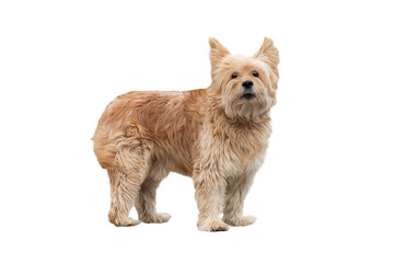 cairn terrier isolated on white background