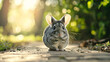 © AiiNa - A point-of-view shot of a chinchilla training to perform tricks, with a realistic style and plain background, showcasing the chinchilla’s focus and the simplicity of the training space