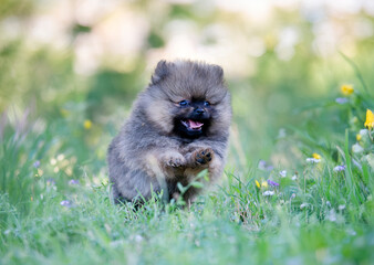 Wall Mural - puppy pomeranian in nature