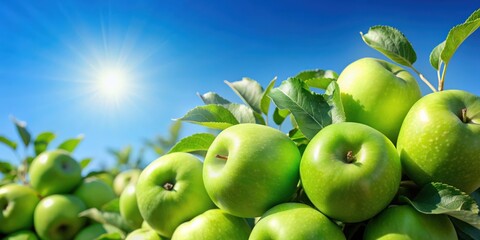 Green apples contrast against a clear blue sky on a sunny day, green, apples, contrast, blue sky, sunny, day, fresh, organic