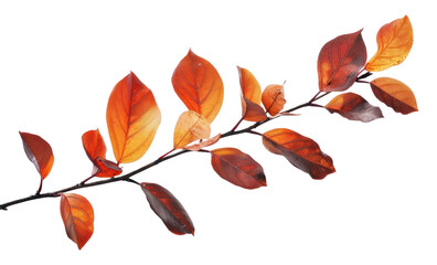Wall Mural - png autumn leaves branch isolated white