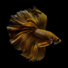 charming and elegant yellow betta fish isolated on dark black background