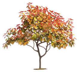 Wall Mural - vibrant autumn tree isolated background