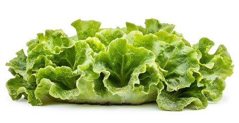 Isolated green lettuce on a white background
