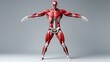 © Raitalinn - A detailed 3D model of the human muscular system shows every muscle in lifelike form.