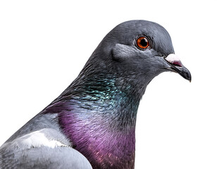 racing pigeon isolated on white background