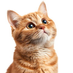 Adorable ginger tabby kitten with big eyes looking upwards on white background, perfect for pet-themed projects and advertising., transparent background