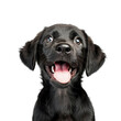 © Kanakorn - Adorable black puppy with expressive eyes and tongue out, standing against a plain background, looking playful and happy., transparent background