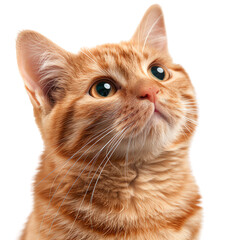 Adorable close-up of a ginger cat with bright green eyes, looking upwards in curiosity. Perfect for pet and animal-related themes., transparent background