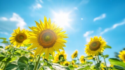 Poster - A vibrant summer landscape featuring a sprawling sunflower field in full bloom.