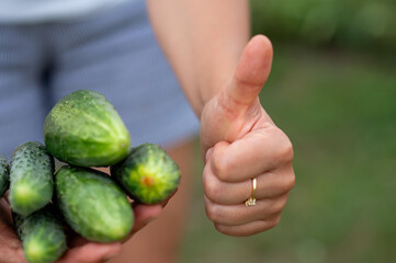 Wall Mural - Female hands hold fresh cucumbers and shows thumbs up. Selective focus.