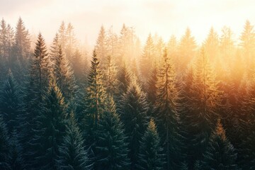 Wall Mural - A stunning winter landscape during sunset where a dense forest of vibrant green pine trees with generative ai