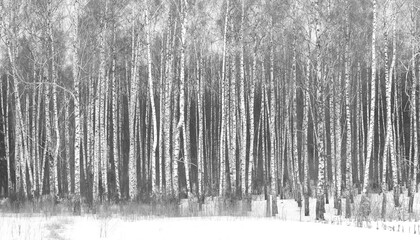 Wall Mural - black-and-white photo with white birches