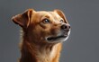 © Антон Федченко - Dog Portrait studio light and background.