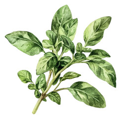 Wall Mural - PNG Fresh basil leaves displayed on a white background