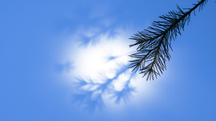 Wall Mural - Snowy pine branch against blue wall