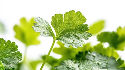 Close-up of fresh cilantro leaves showcasing their vibrant green color and texture.