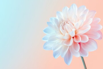 Wall Mural - Close-up of a Delicate White Dahlia with Soft Pastel Background