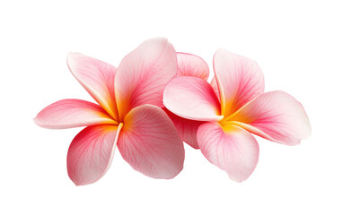 beautiful frangipani flower isolated on white or transparent background