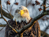 A bald eagle is perched on a tree branch. The bird has a serious expression on its face