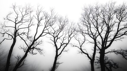 Canvas Print - Silhouettes of Bare Trees in a Foggy Forest