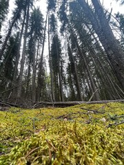 forest in autumn