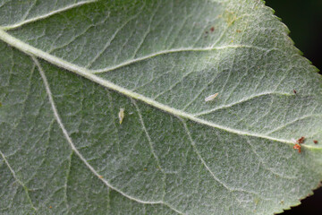 Wall Mural - Larvae, nymphs of leafhoppers, Cicadellidae on the underside of apple tree leaves in the garden. A pest that sucks plant sap and transmits plant diseases.