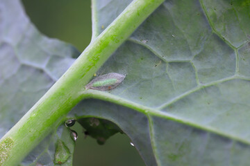 Wall Mural - A cocoon with a pupa inside under a cabbage leaf in the garden. Diamond-back moth (Plutella xylostella).