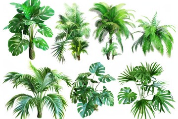 Poster - A collection of colorful tropical plants on a white background, perfect for decorating and design