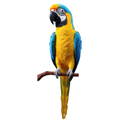 parrot on a transparent background