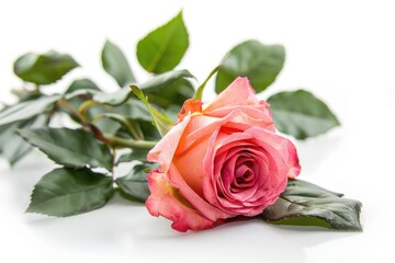 Sticker - A single pink rose sits on a white surface, perfect for decorative or photography uses