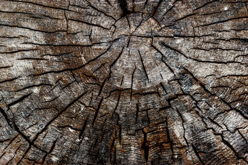 tree bark texture background pattern macro close up