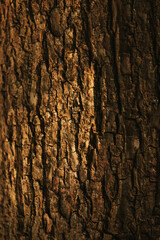 tree bark texture background pattern macro close up