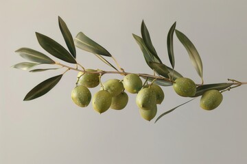 Poster - A cluster of green olives grows on a tree branch, ripe for the picking