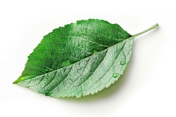 Poster - A single green leaf with water droplets glistening on its surface