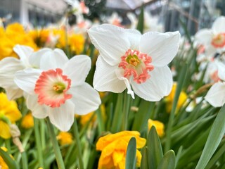 Narcissus flower close up