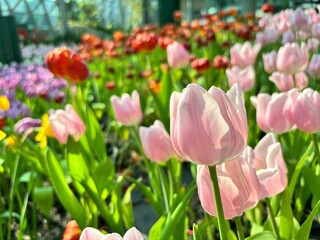 Pink tulip in the tulip field