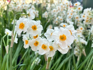 white and yellow daffodils close up