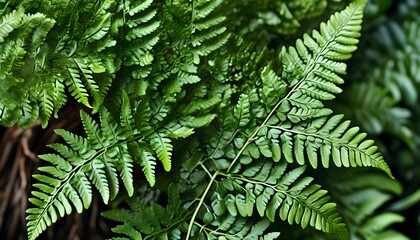 Wall Mural - Intricate Details of Lush Green Fern Fronds in Natures Embrace