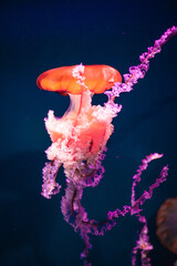 Colorful jellyfish with lights in aquarium