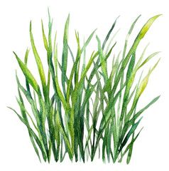 Wall Mural - PNG Green watercolor grass on white backdrop