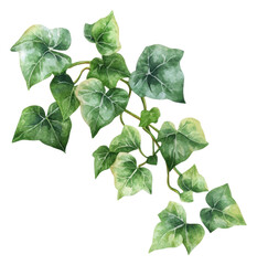 Wall Mural - PNG Vibrant lush green ivy branch