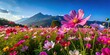 © Chanchai - Colorful cosmos flowers blooming in garden with blue summer sky and mountain backdrop