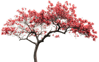 A tree with red flowers on white background,png