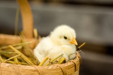 a yellow chick in a basket