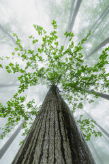 Wall Mural - Summer beech trees with fog